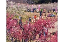 【名古屋駅発】*日帰り昼食付き*『行こうよ知多半島!南知多の魅力たび♪』3